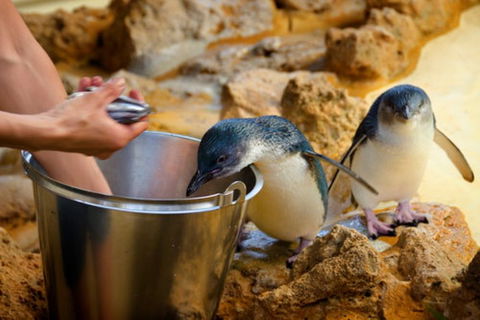 Dolphin, Penguin And Sea Lion Cruise - Accommodation Georgetown 3