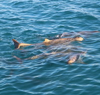 Roebuck Bay Snubfin Dolphin Cruise - Accommodation Georgetown