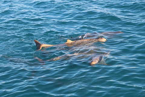 Roebuck Bay Snubfin Dolphin Cruise - Accommodation Georgetown 0
