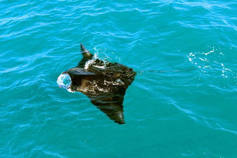 Roebuck Bay Snubfin Dolphin Cruise - Accommodation Georgetown 5