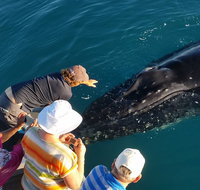 AOC Whale Watching from Broome - Accommodation Georgetown