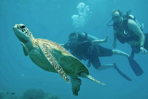 Ocean Freedom Great Barrier Reef Personal Luxury Snorkel & Dive Cruise, Cairns - Accommodation Georgetown 4
