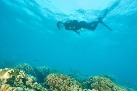 Ocean Freedom Great Barrier Reef Personal Luxury Snorkel & Dive Cruise, Cairns - Accommodation Georgetown 5