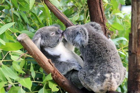 Classic Kuranda By Skyrail And Scenic Railway Including Rainforestation, Koala And Wildlife Park And Pamagirri Aboriginal Experi - Accommodation Georgetown 3