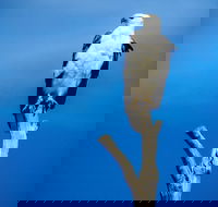 Kangaroo Island 75-Minute Ocean Safari - Accommodation Georgetown