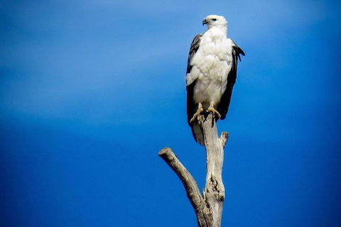 Kangaroo Island 75-Minute Ocean Safari - Accommodation Georgetown 0