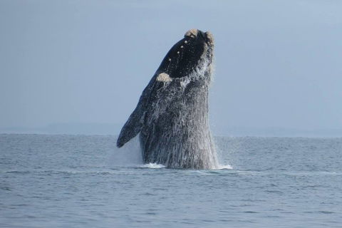 Kangaroo Island 75-Minute Ocean Safari - Accommodation Georgetown 2