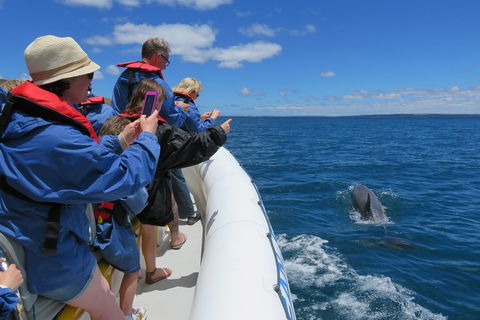 Kangaroo Island 75-Minute Ocean Safari - Accommodation Georgetown 3