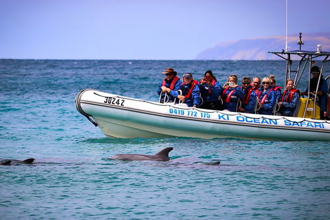 Kangaroo Island 75-Minute Ocean Safari - Accommodation Georgetown 4