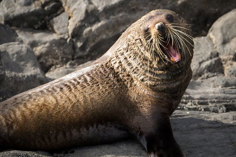 Kangaroo Island 75-Minute Ocean Safari - Accommodation Georgetown 5