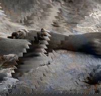 Kangaroo Island Ocean Safari - Snorkeling Safari - Accommodation Georgetown