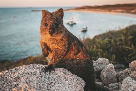 Rottnest Island Roundtrip Fast Ferry From Hillarys Boat Harbour - Accommodation Georgetown 5