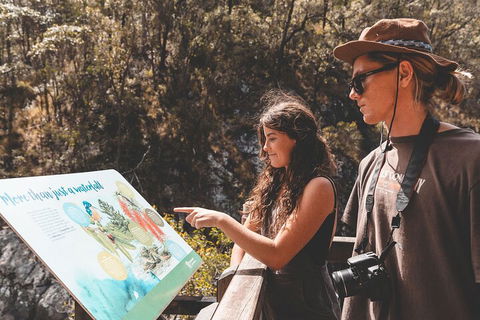 Springbrook AndTamborine Rainforest Tour Incl Natural Bridge And Glow Worm Cave - Accommodation Georgetown 0