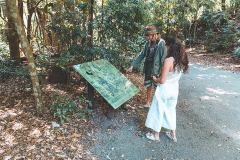 Springbrook AndTamborine Rainforest Tour Incl Natural Bridge And Glow Worm Cave - Accommodation Georgetown 5