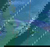 Dolphin Cruise from Adelaide with Optional Dolphin Swim - Accommodation Georgetown