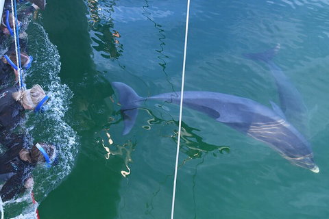 Dolphin Cruise From Adelaide With Optional Dolphin Swim - Accommodation Georgetown 0