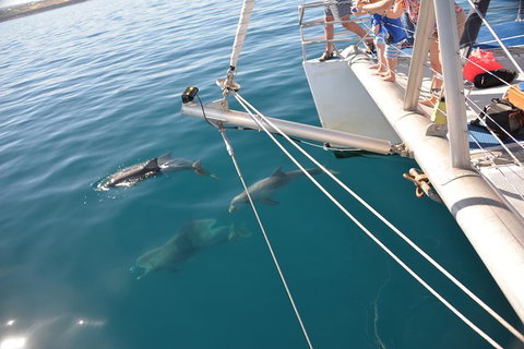 Dolphin Cruise From Adelaide With Optional Dolphin Swim - Accommodation Georgetown 1