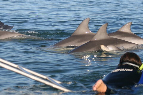 Dolphin Cruise From Adelaide With Optional Dolphin Swim - Accommodation Georgetown 2