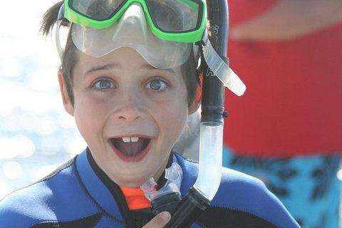 Dolphin Cruise From Adelaide With Optional Dolphin Swim - Accommodation Georgetown 3