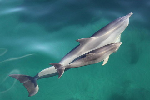 Dolphin Cruise From Adelaide With Optional Dolphin Swim - Accommodation Georgetown 4
