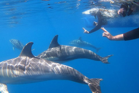 Dolphin Cruise From Adelaide With Optional Dolphin Swim - Accommodation Georgetown 5