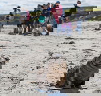 Kangaroo Island in a Day Tour from Adelaide - Accommodation Georgetown