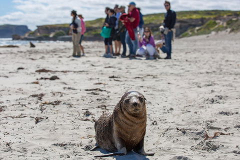 Kangaroo Island In A Day Tour From Adelaide - Accommodation Georgetown 0