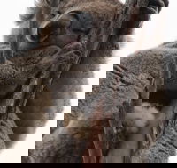 2-Day Kangaroo Island 4WD Small-Group Tour from Adelaide - Accommodation Georgetown