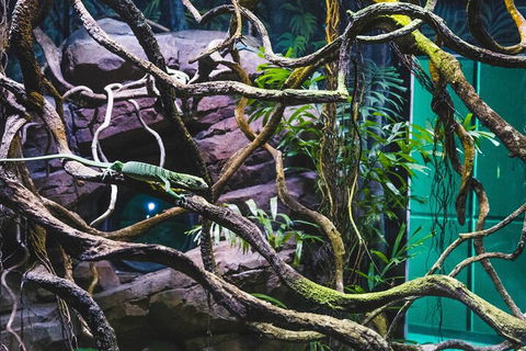 Cairns Aquarium By Twilight With 3-Course Dinner - Accommodation Georgetown 2