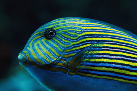 Cairns Aquarium By Twilight With 3-Course Dinner - Accommodation Georgetown 5