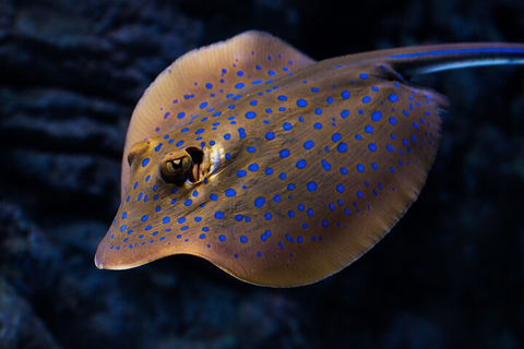 Cairns Aquarium Tour By Twilight With Drink And Appetiser - Accommodation Georgetown 0