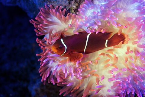 Cairns Aquarium Tour By Twilight With Drink And Appetiser - Accommodation Georgetown 5
