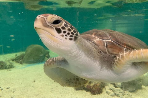 Cairns Aquarium Marine Life Encounter Ticket With 2-Course Lunch - Accommodation Georgetown 0