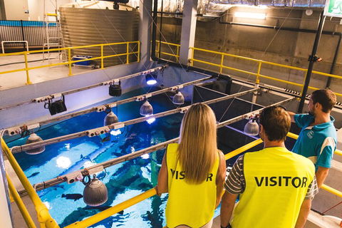 Cairns Aquarium Marine Life Encounter Ticket With 2-Course Lunch - Accommodation Georgetown 5