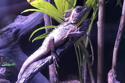 Cairns Aquarium Admission Ticket - Accommodation Georgetown 0