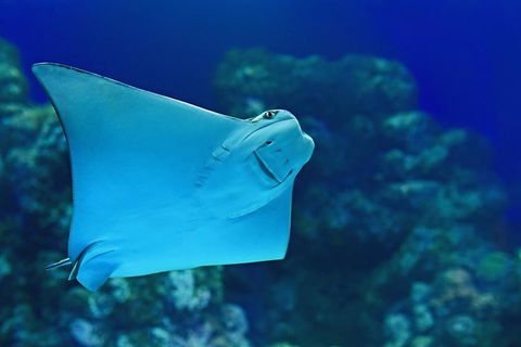 Cairns Aquarium Admission Ticket - Accommodation Georgetown 2