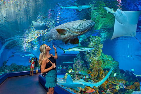 Cairns Aquarium Admission Ticket - Accommodation Georgetown 3
