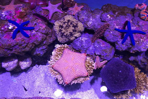 Cairns Aquarium Admission Ticket - Accommodation Georgetown 5