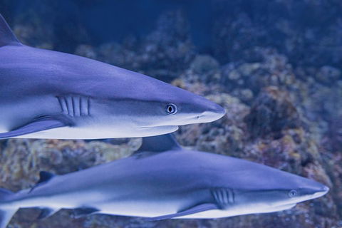 Cairns Aquarium Dive With The Sharks - Accommodation Georgetown 1