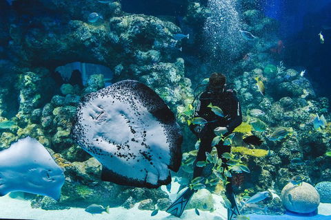 Cairns Aquarium Dive With The Sharks - Accommodation Georgetown 2