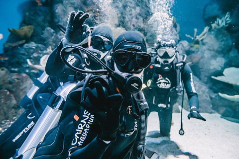 Cairns Aquarium Dive With The Sharks - Accommodation Georgetown 3