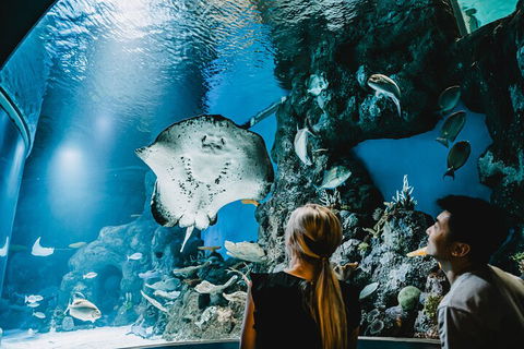 Cairns Aquarium Dive With The Sharks - Accommodation Georgetown 4