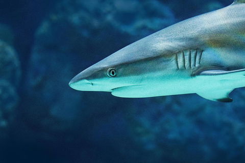 Cairns Aquarium Dive With The Sharks - Accommodation Georgetown 5