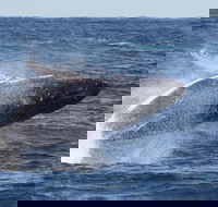 Whale Watching by Sea World Cruises - Accommodation Georgetown