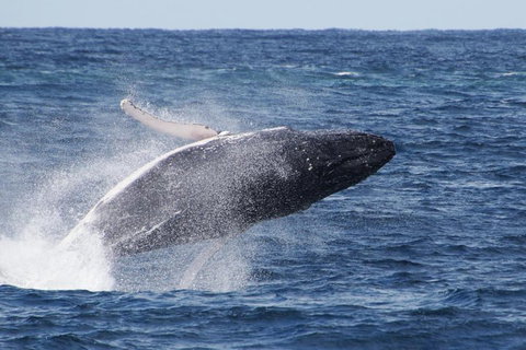 Whale Watching By Sea World Cruises - Accommodation Georgetown 0