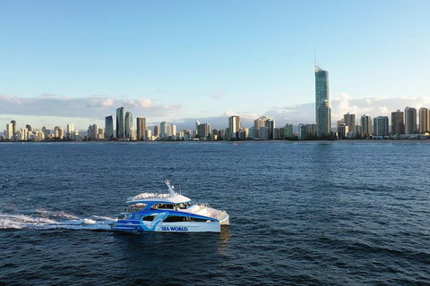 Whale Watching By Sea World Cruises - Accommodation Georgetown 1