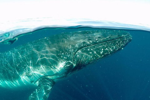 Whale Watching By Sea World Cruises - Accommodation Georgetown 2