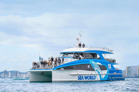 Whale Watching By Sea World Cruises - Accommodation Georgetown 3