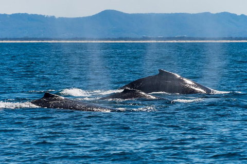 Whale Watching By Sea World Cruises - Accommodation Georgetown 4