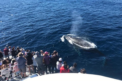 Whale Watching By Sea World Cruises - Accommodation Georgetown 5